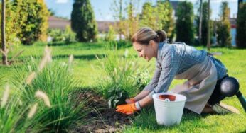 Panduan Lengkap Berkebun di Rumah untuk Pemula