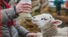 Cegah PMK, Berikan Vaksin Rutin pada Hewan Ternak