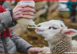 Cegah PMK, Berikan Vaksin Rutin pada Hewan Ternak