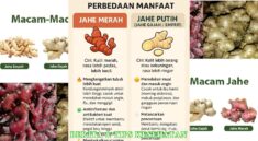 Perbedaan Jahe Merah dan Jahe Putih serta Manfaatnya bagi Tubuh