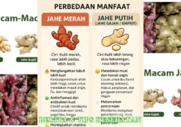 Perbedaan Jahe Merah dan Jahe Putih serta Manfaatnya bagi Tubuh