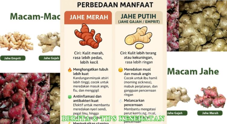 Perbedaan Jahe Merah dan Jahe Putih serta Manfaatnya bagi Tubuh