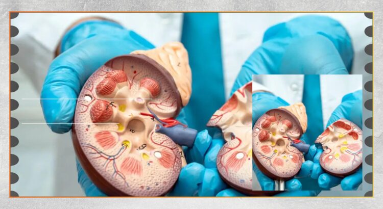 Mengenal TB Ginjal, Penyebab, Gejala, dan Deteksi Dini