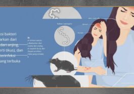 Waspada Kencing Tikus Saat Banjir, Kenali Gejala Leptospirosis