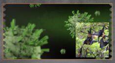 Waspada Virus Nipah di Thailand, Kenali Gejala dan Risiko