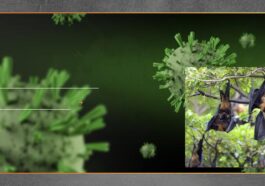 Waspada Virus Nipah di Thailand, Kenali Gejala dan Risiko