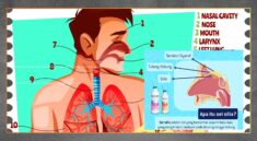 Fungsi Silia Pelindung Saluran Pernapasan Tubuh