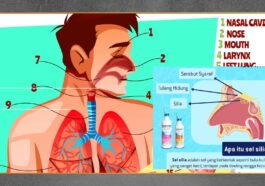 Fungsi Silia Pelindung Saluran Pernapasan Tubuh