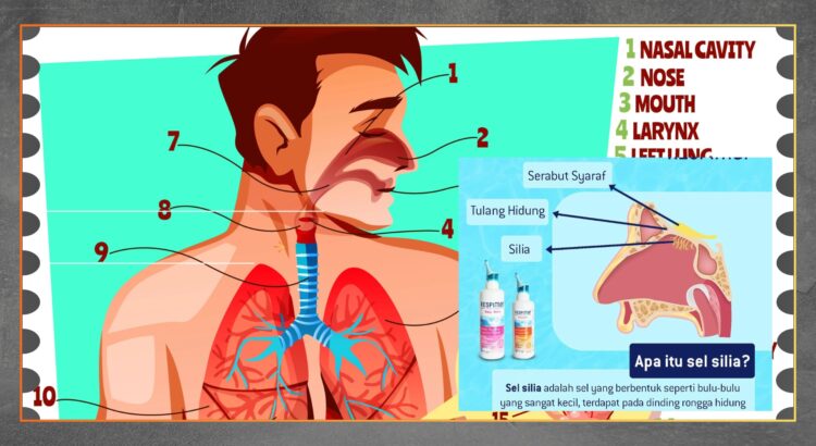 Fungsi Silia Pelindung Saluran Pernapasan Tubuh