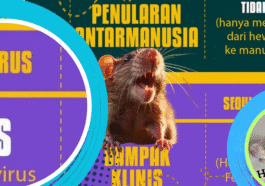 Andes dan Seoul Virus, Kenali Bahaya Hantavirus