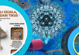 Kenali Gejala Hantavirus dan Cara Mencegah Penularan